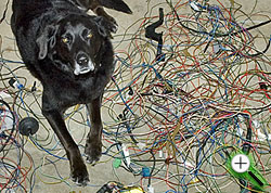 Dog Wire