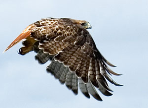 Red Tailed Hawk